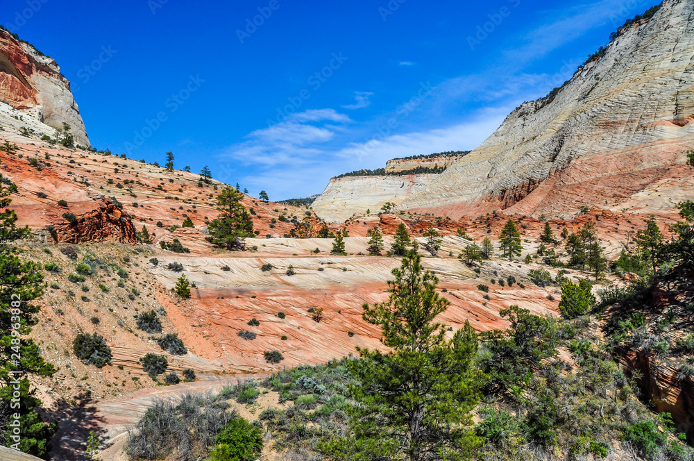 Sandstone and Ponderosa Pine Landscape of Zion National Park in Utah