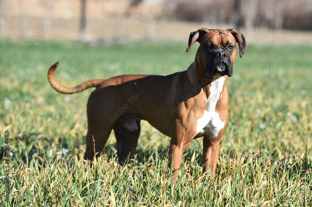 perro boxer