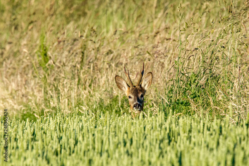 A roe deer buck standing at the edge of a field of wheat, facing the camera. Only its head is visible behind the crop. © David