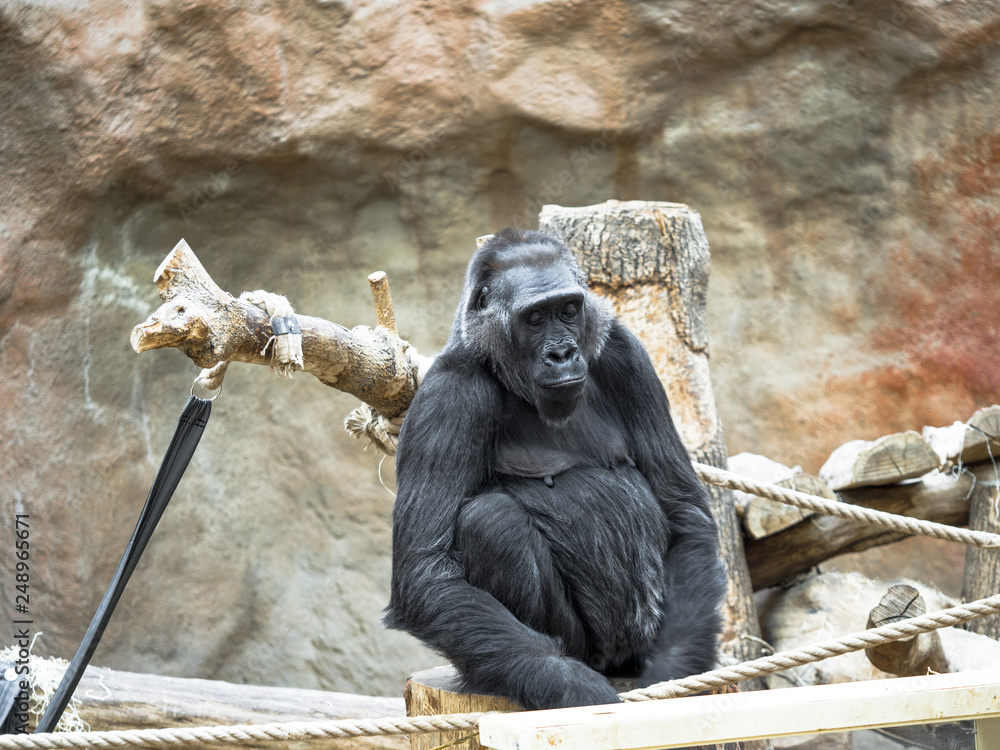Obraz premium Frontal Portrait of a Chimpanzee Relaxing on a Tree Branch, Chimpanzee at the zoo