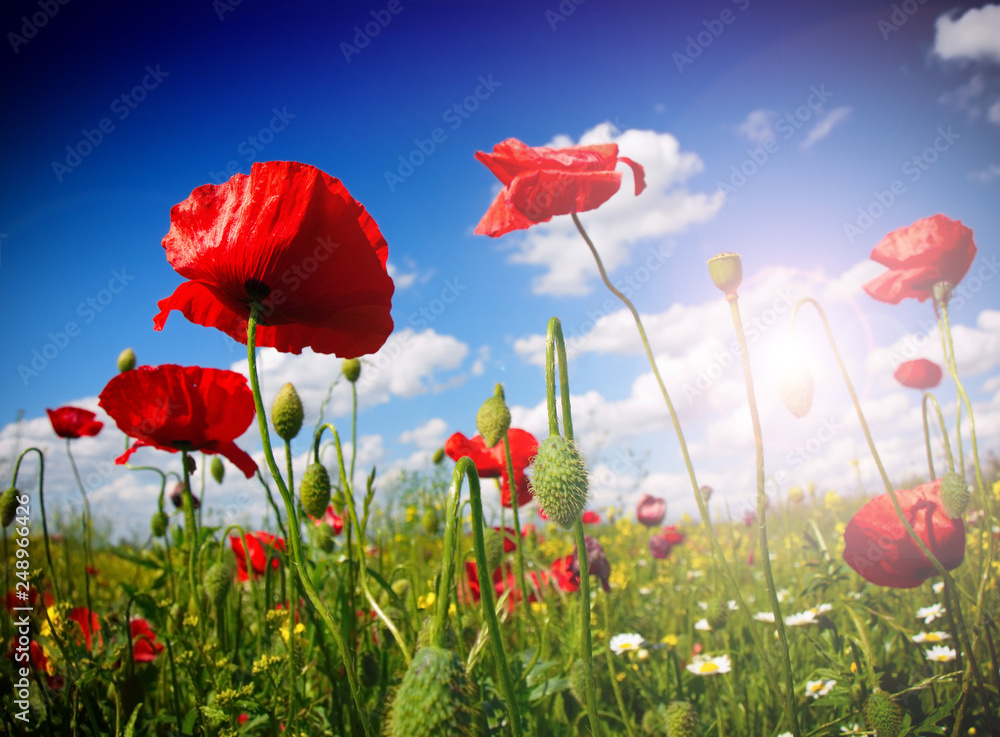 Obraz premium Field of poppies on a sunset