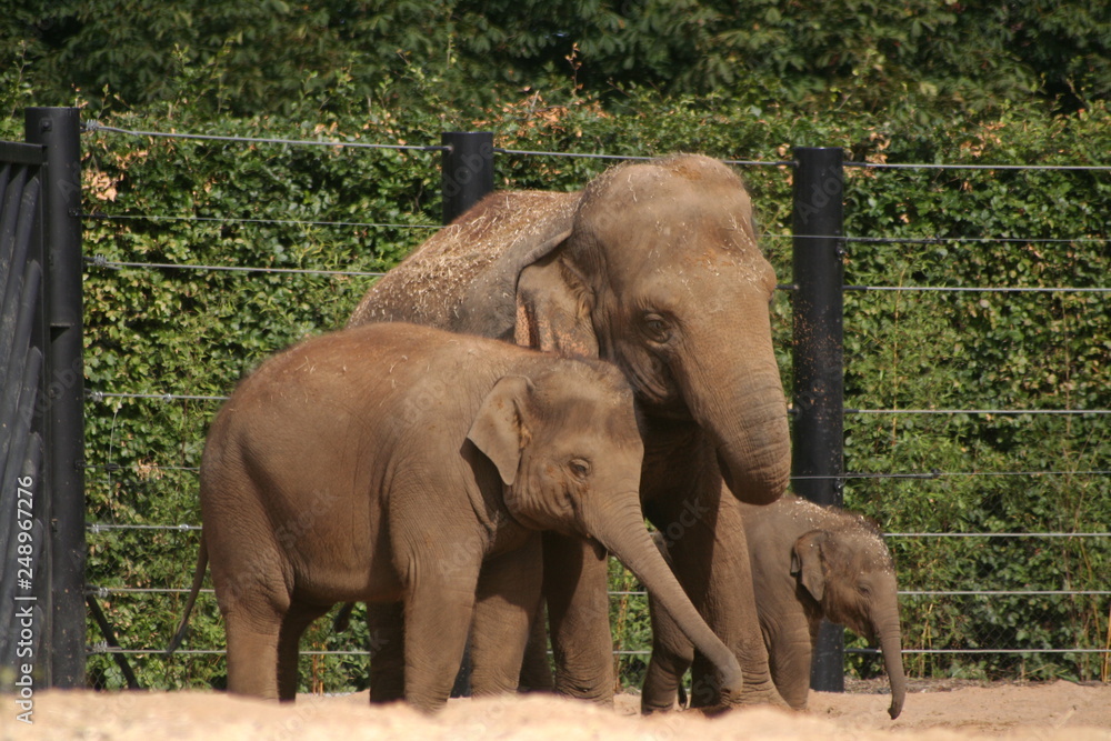 Fototapeta premium elephant family