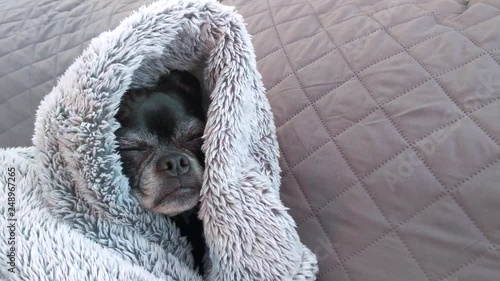 Dog wrapped in blanket falling asleep