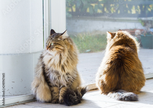 Slika na platnu Tabby pets of livestock with long hair, siberian purebred cat