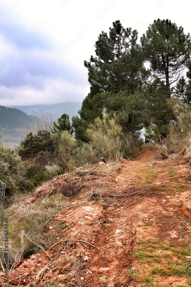 Mountain landscape and path between green vegetation in winter