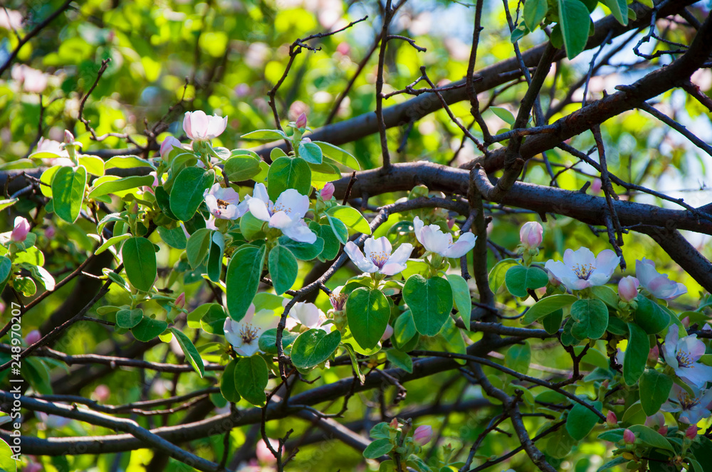 Blooming trees in spring Blooming trees in spring