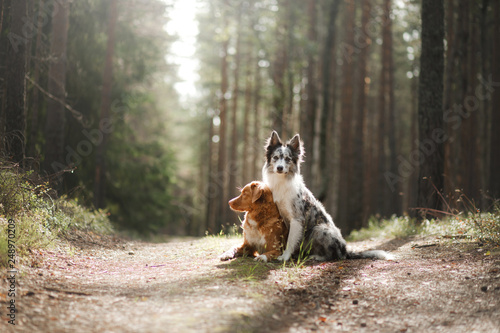 two dogs hugging. pet for a walk in the woods. Toller, Nova Scotia duck tolling Retriever and Border collie