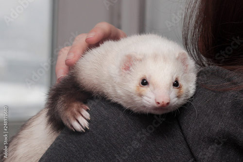 Konstfotografi white fluffy ferret pet hugs human shoulder