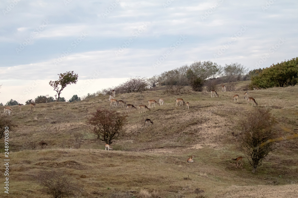 herd of beautiful brown deer grazing on grass in wildlife herd of beautiful brown deer grazing on grass in wildlife