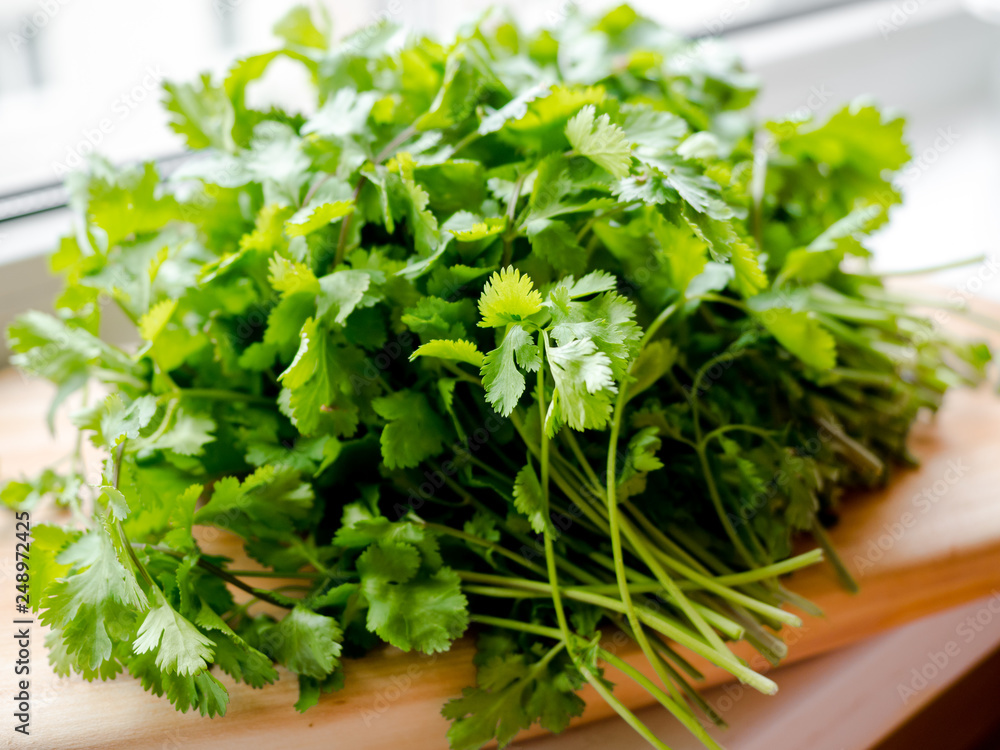 Green coriander plants, cilantro or Chinese parsley, Fresh green coriander vegetable. Green coriander plants, cilantro or Chinese parsley, Fresh green coriander vegetable.
