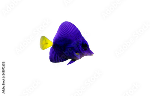 Purple Tang - (Zebrasoma xanthurum) 