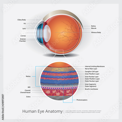 Human Eye Anatomy Vector Illustration