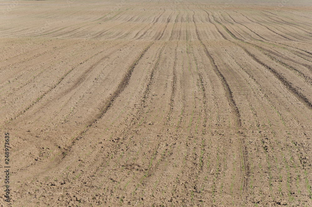 Naklejka premium Plowed field background