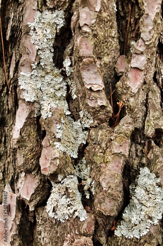 pine bark texture