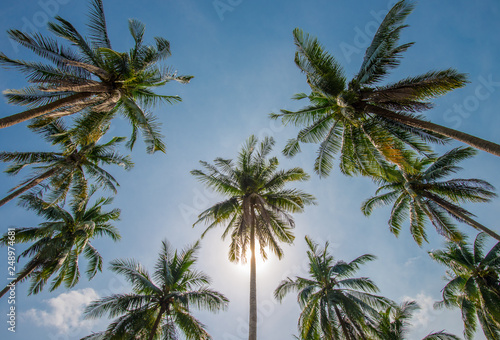 Afternoon in the garden with coconut trees.
