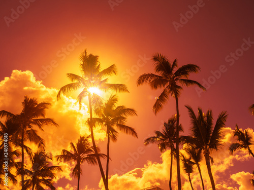 Silhouette of coconut palm trees on sky background with sun down