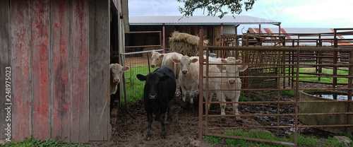 Five white calves and  one black calf in open pen. Concrete water trough, hay feeder and squeeze chute visible.