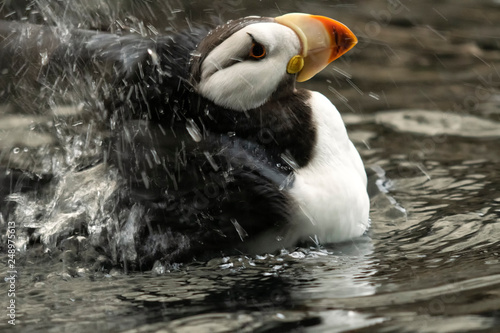 Horned puffin (Fratercula corniculata);  Alaska photo