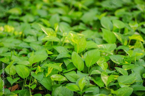 Evergreen leaves background of devil's ivy (Epipremnum aureum)