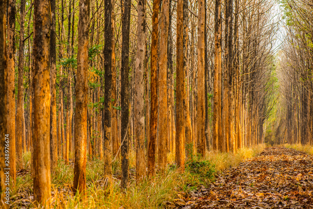 Deciduous trees 4 Deciduous trees 4