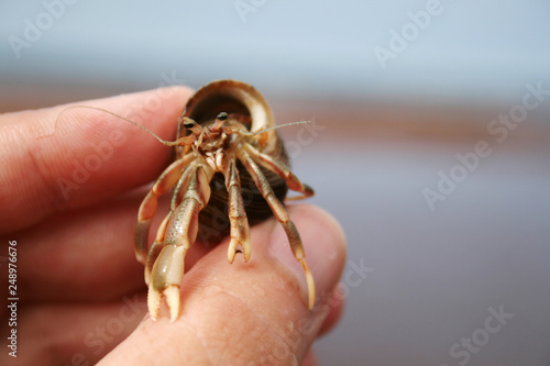 Tela Hermit Crab in Prince Edward Island, Canada.