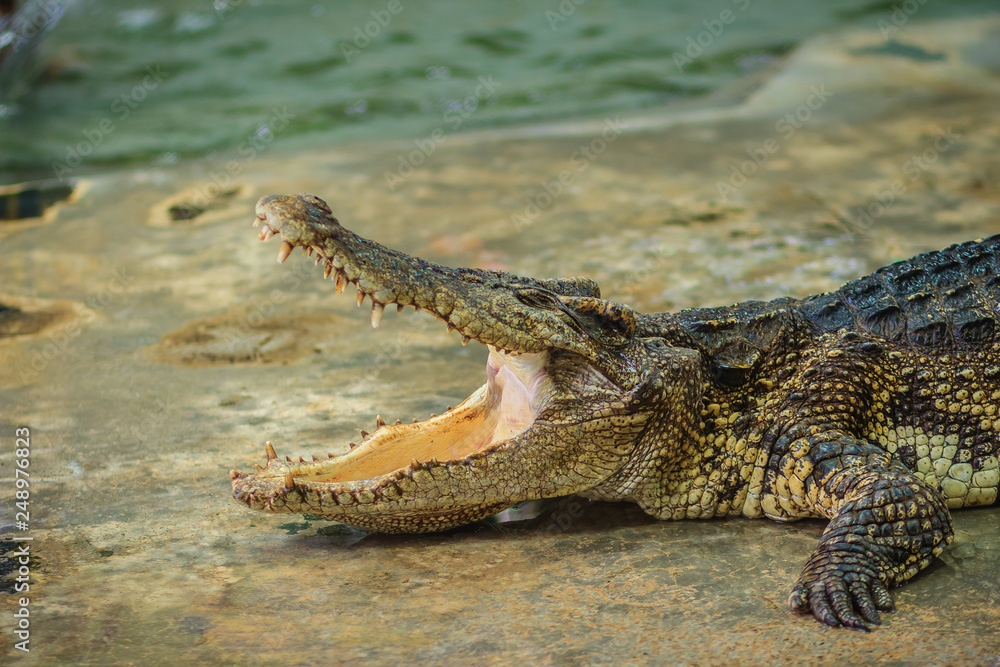 Obraz premium Crocodile open jaws ready to strike