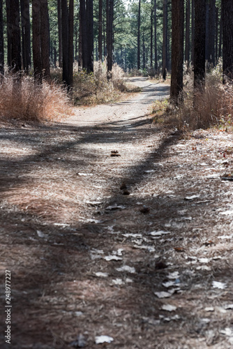 Wallpaper Mural winding dirt hiking path through the words in Georgia Torontodigital.ca