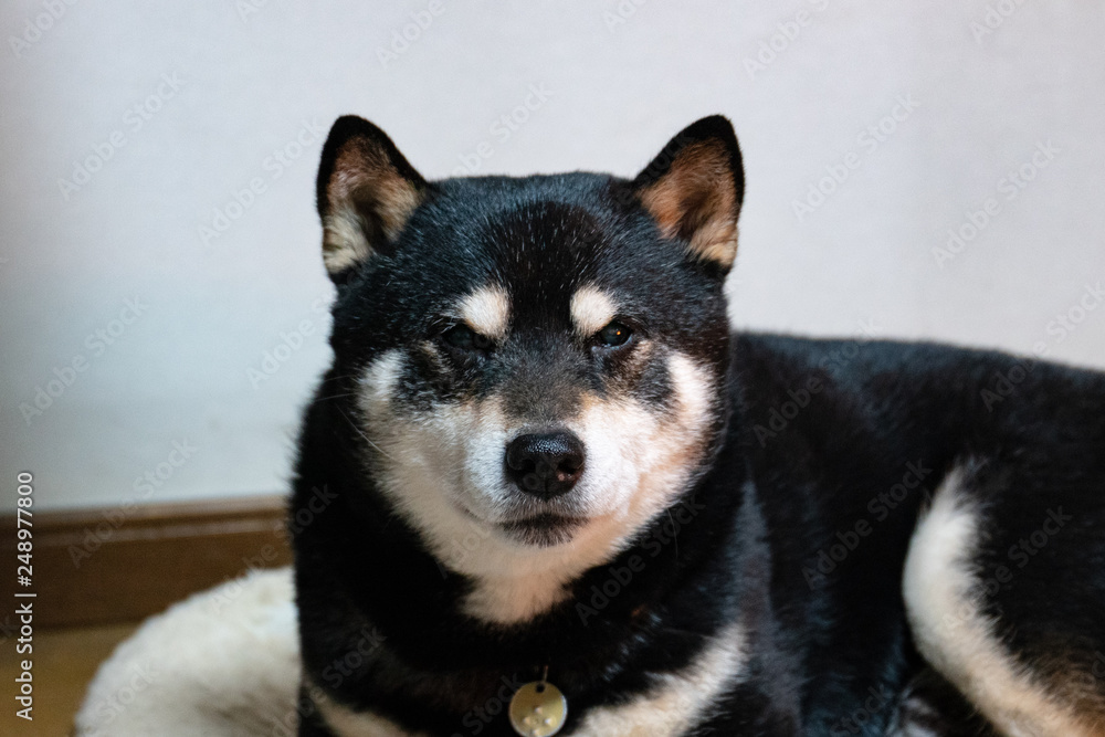 日本犬の黒柴