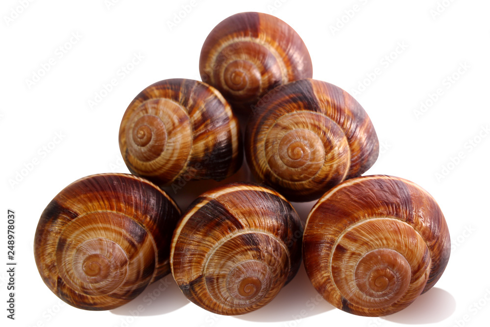 shell on a white background, helix pomatia also Roman snail, Burgundy snail, edible snail or escargot, is a species of large, edible,  a terrestrial pulmonate gastropod mollusk in the family Helicidae