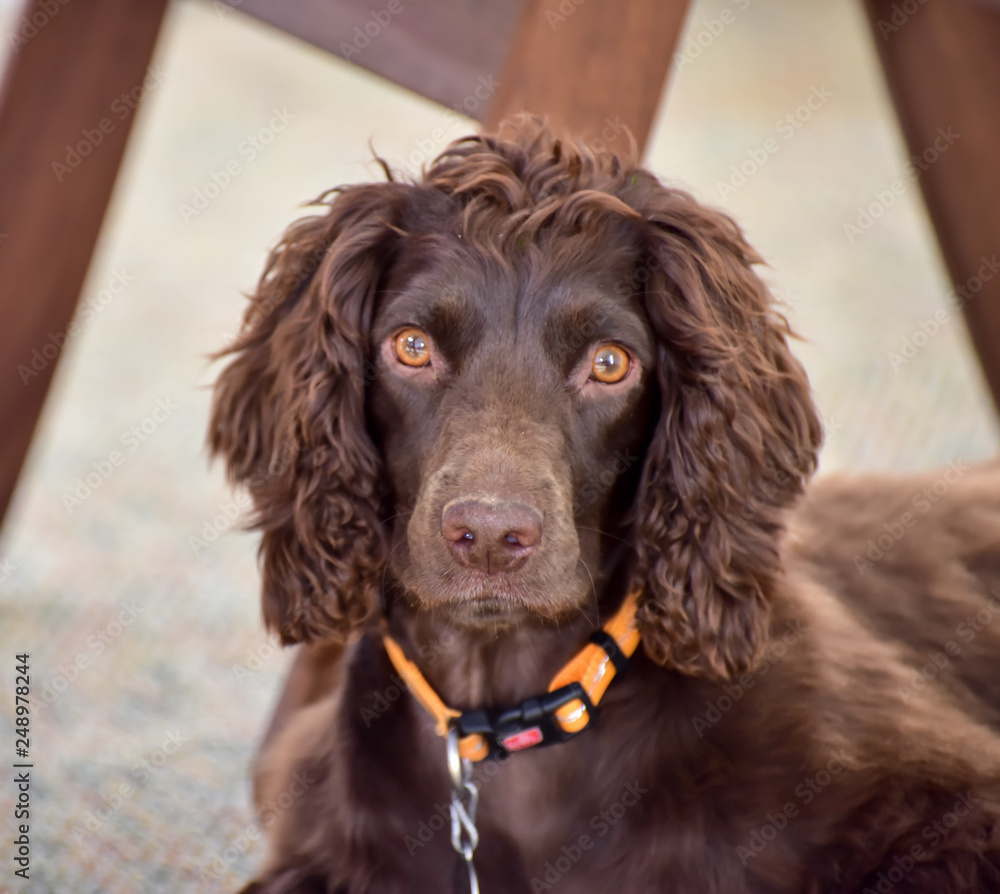 cute puppy dog eyes looking at camera