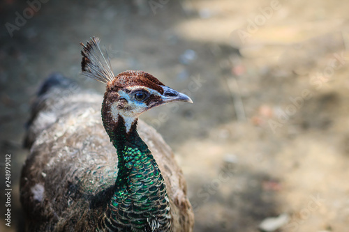 Young peacock male with blue plumage in peacock breeding farm. Beautiful young peafowl male in the public park. photo