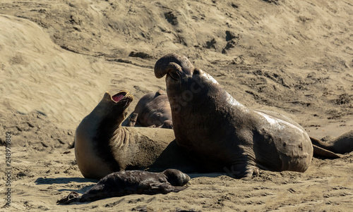 Elephant Seal Family