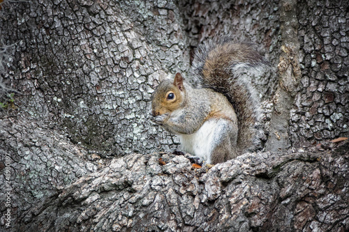 squirrel in a tree eating © Rosemarie Mosteller