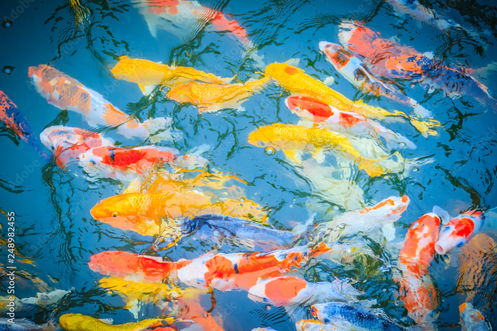Group of colorful fancy carp fish swimming in the lake. School of colorful koi fish swimming in a pond.