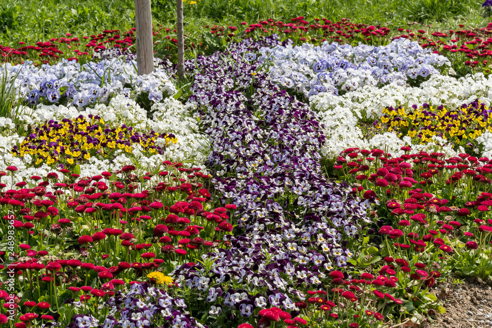 Various small colorful flowers in a flowerbed