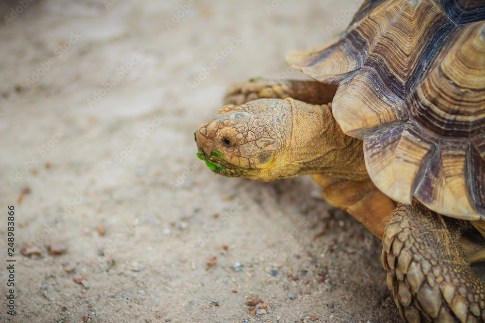 Obraz premium African spurred tortoise (Centrochelys sulcata), also known as the sulcata tortoise.