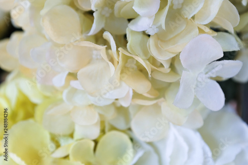 Close up bouquet of white yellow hydrangea flowers  © Putthipong