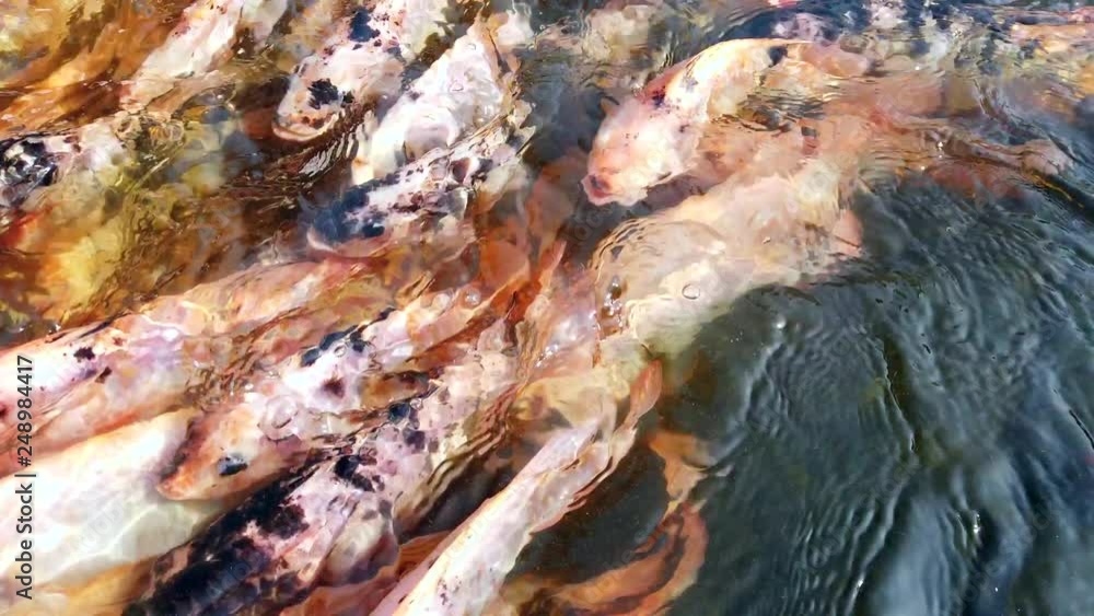 Many Nile red Tilapia fish swimming in pond, culture fish farm, 4k ultra HD. Many Nile red Tilapia fish swimming in pond, culture fish farm, 4k ultra HD.