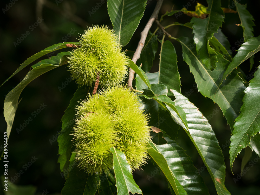Fruits of a chestnut hanging on the tree Fruits of a chestnut hanging on the tree