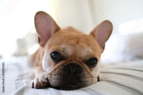sleepy french bulldog close-up © Travel4Fun