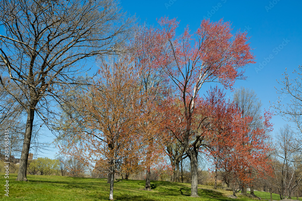 Central Park during an autumn day Central Park during an autumn day