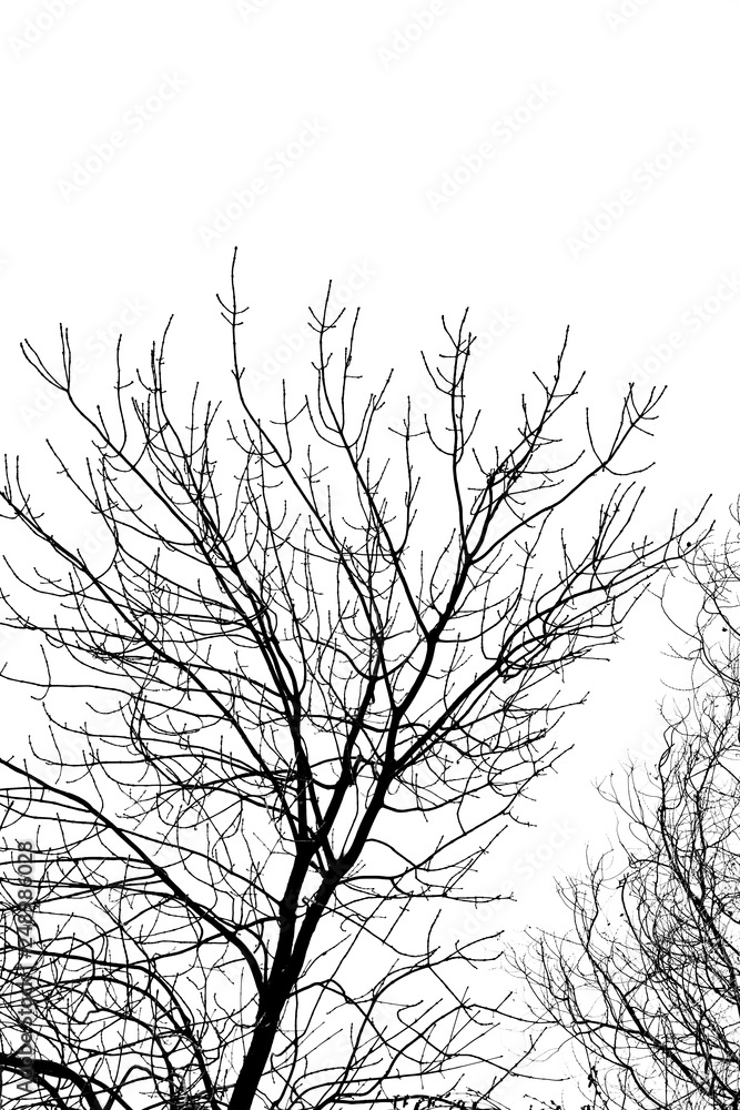 tree branches silhouette on white background tree branches silhouette on white background