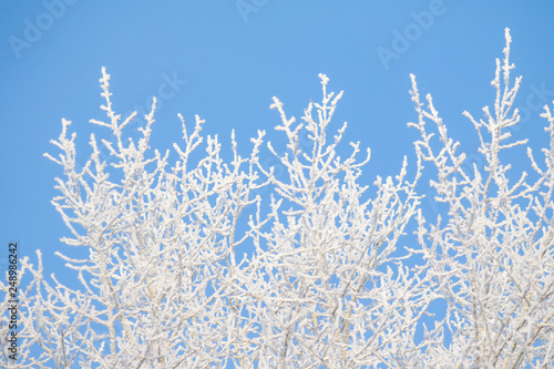 winter trees in the snow against the sky