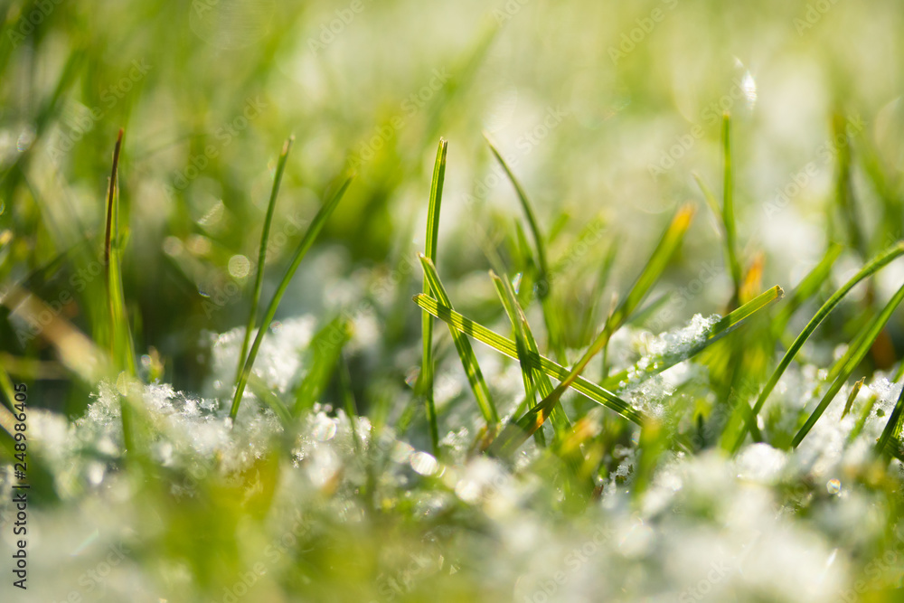green grass snow blurred background bokeh green grass snow blurred background bokeh
