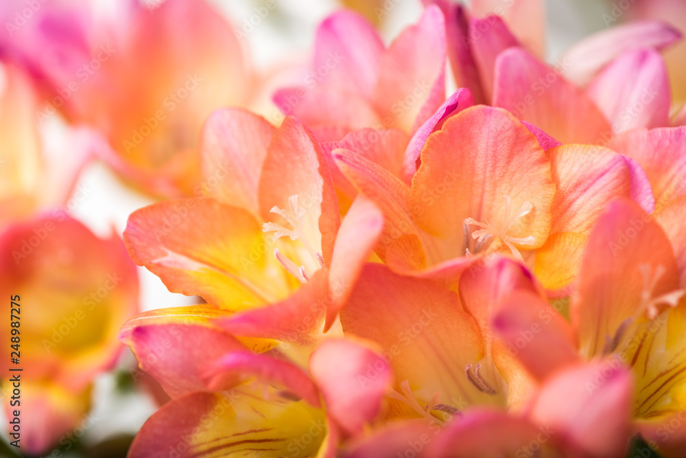 Fototapeta premium Floral Close Up Freesia