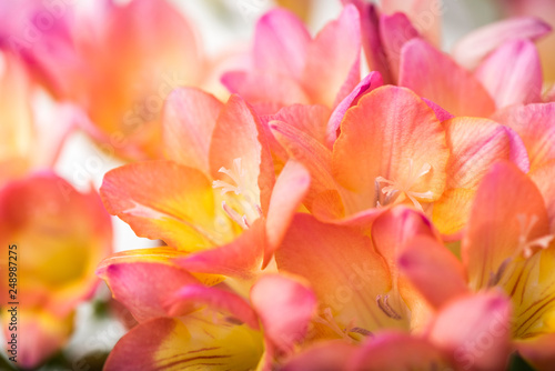 Floral Close Up Freesia © IlzeLuceroPhoto