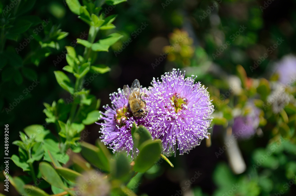 bee on purple flowers bee on purple flowers