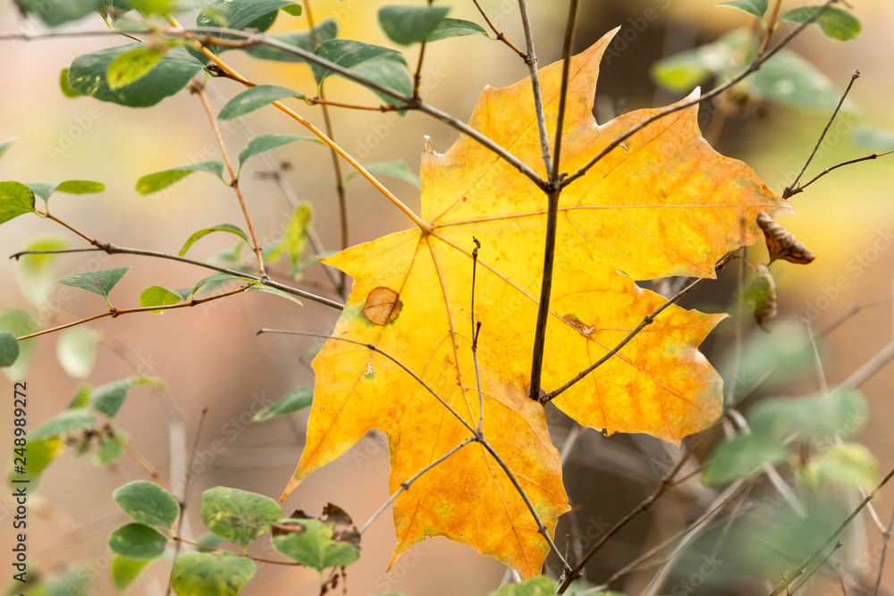 Fototapeta premium Yellow leaf of a maple tree in autumn