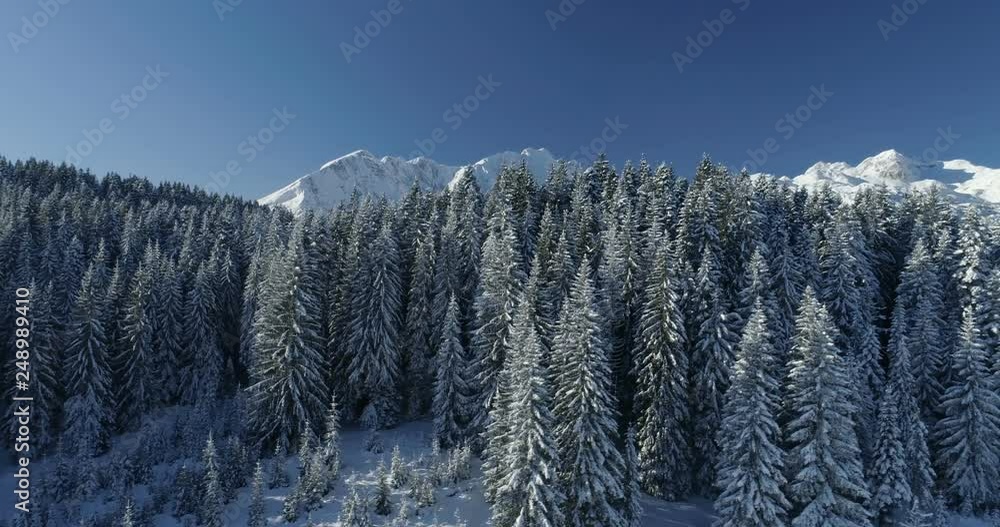 flight over the snow-covered spruce forest with mountains in the background flight over the snow-covered spruce forest with mountains in the background