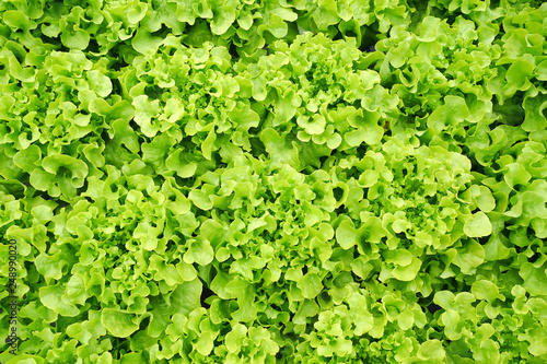 Green lettuce © tewin